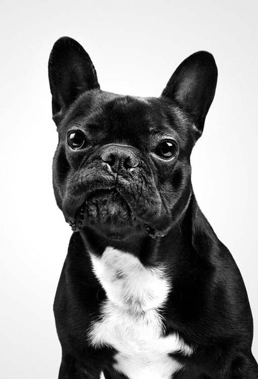 markosavic_dogportraits_01