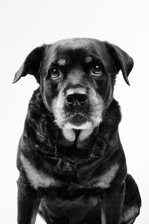 markosavic_dogportraits_02