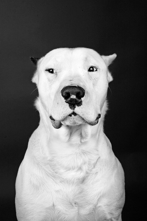 markosavic_dogportraits_03
