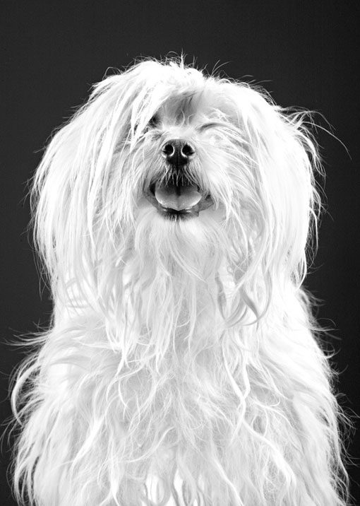 markosavic_dogportraits_04