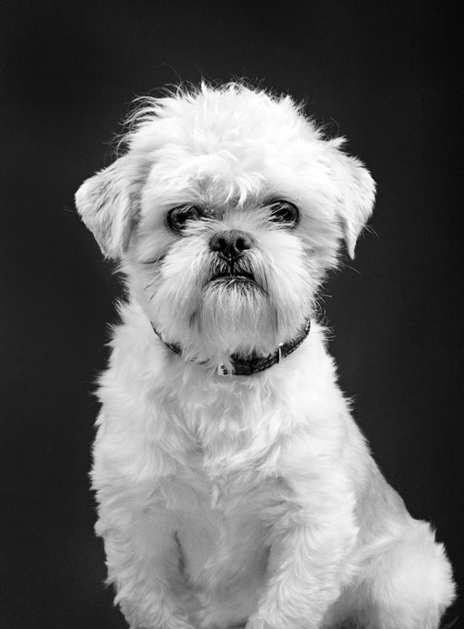 markosavic_dogportraits_05