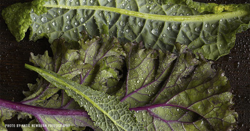 noise13_livinggreens_04