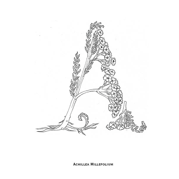 Ana Bangueses / Illustrated typography print - Herbarium Typography
